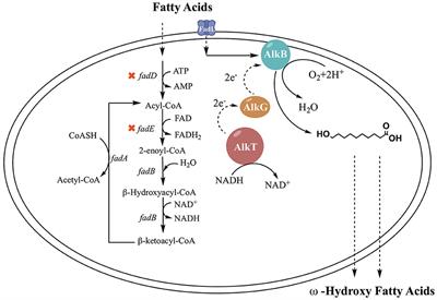 Biosynthesis of Medium-Chain ω-Hydroxy Fatty Acids by AlkBGT of Pseudomonas putida GPo1 With Native FadL in Engineered Escherichia coli